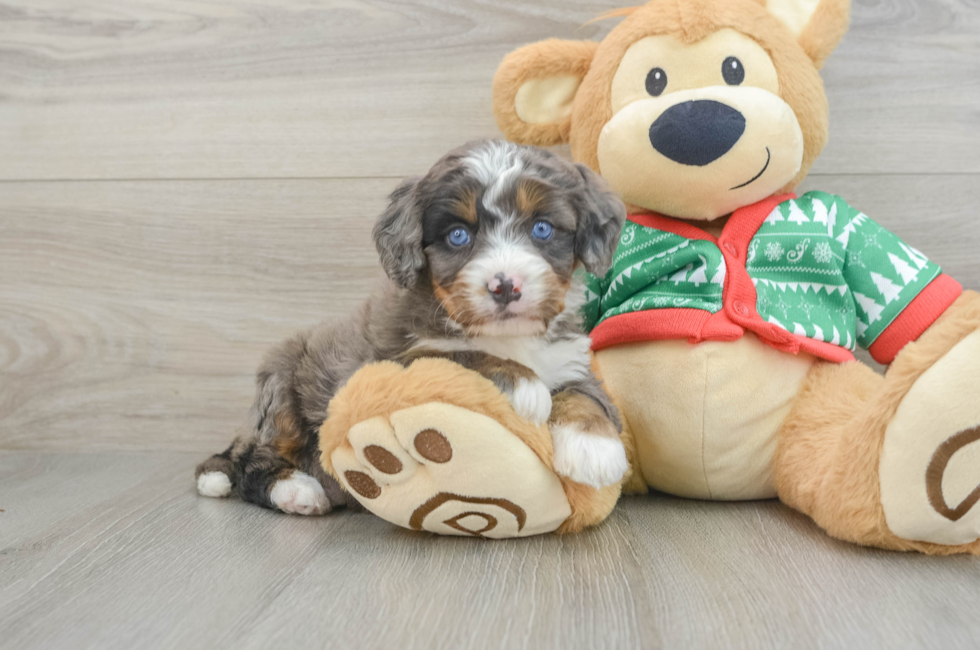 5 week old Mini Bernedoodle Puppy For Sale - Puppy Love PR