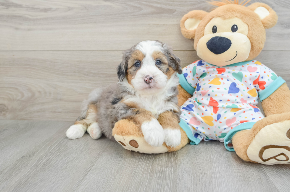 6 week old Mini Bernedoodle Puppy For Sale - Puppy Love PR