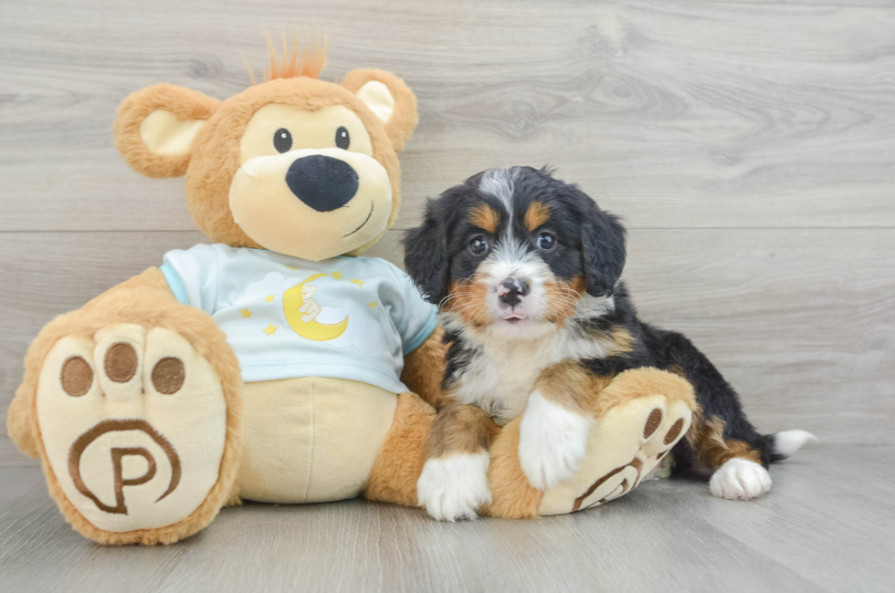 6 week old Mini Bernedoodle Puppy For Sale - Puppy Love PR