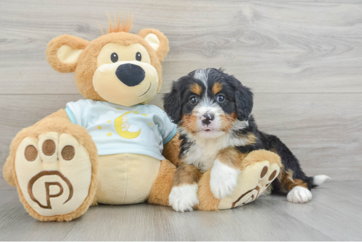 Meet Dream - our Mini Bernedoodle Puppy Photo 1/3 - Puppy Love PR Mini Bernedoodle Pup Being Cute