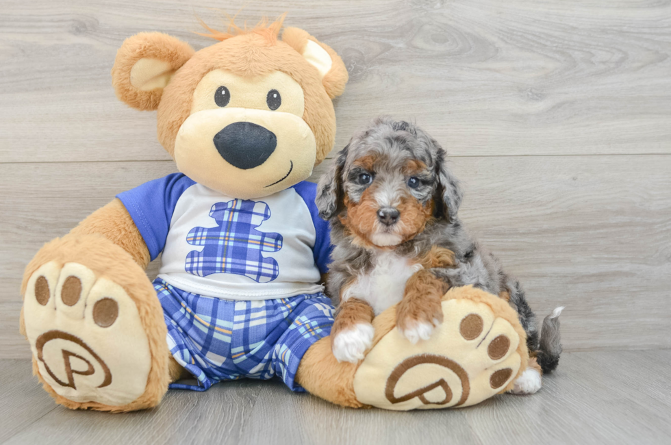6 week old Mini Bernedoodle Puppy For Sale - Puppy Love PR