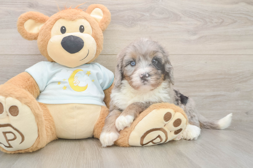 5 week old Mini Bernedoodle Puppy For Sale - Puppy Love PR
