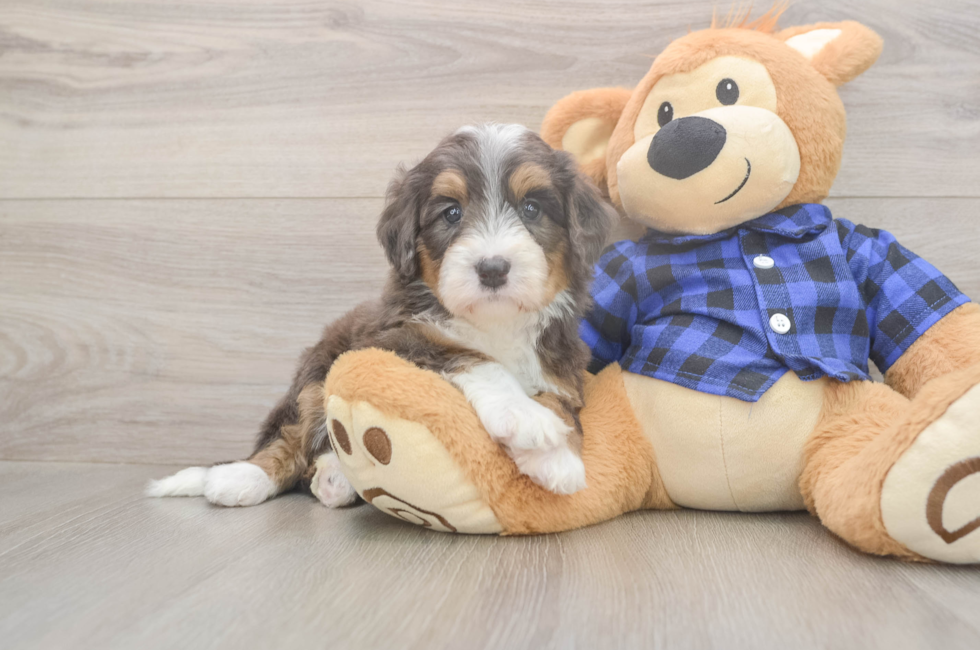 5 week old Mini Bernedoodle Puppy For Sale - Puppy Love PR