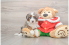 Mini Bernedoodle Pup Being Cute
