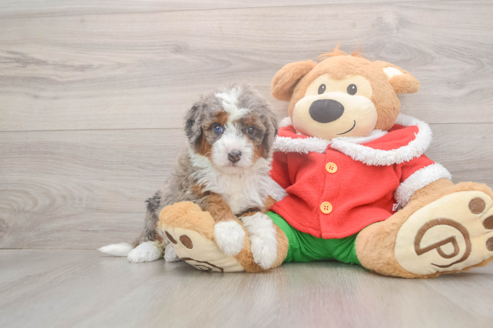 Mini Bernedoodle Pup Being Cute