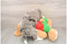 Mini Bernedoodle Puppy for Adoption