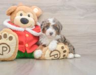 5 week old Mini Bernedoodle Puppy For Sale - Puppy Love PR