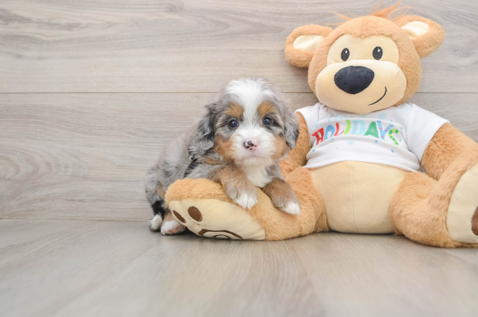 5 week old Mini Bernedoodle Puppy For Sale - Puppy Love PR