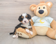 6 week old Mini Bernedoodle Puppy For Sale - Puppy Love PR