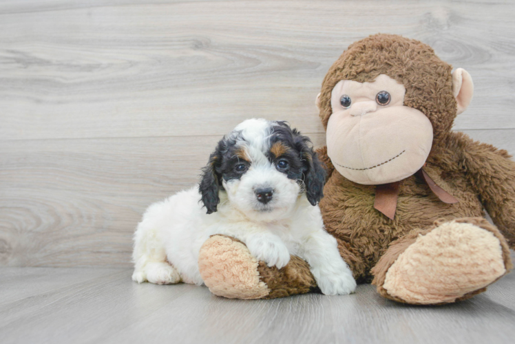 Adorable Bernadoodle Poodle Mix Puppy