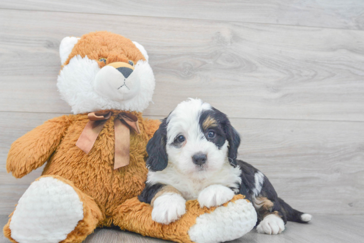 Mini Bernedoodle Pup Being Cute