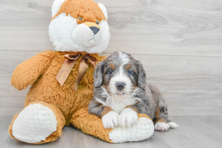 Meet Dunkin - our Mini Bernedoodle Puppy Photo 1/3 - Puppy Love PR Popular Mini Bernedoodle Poodle Mix Pup