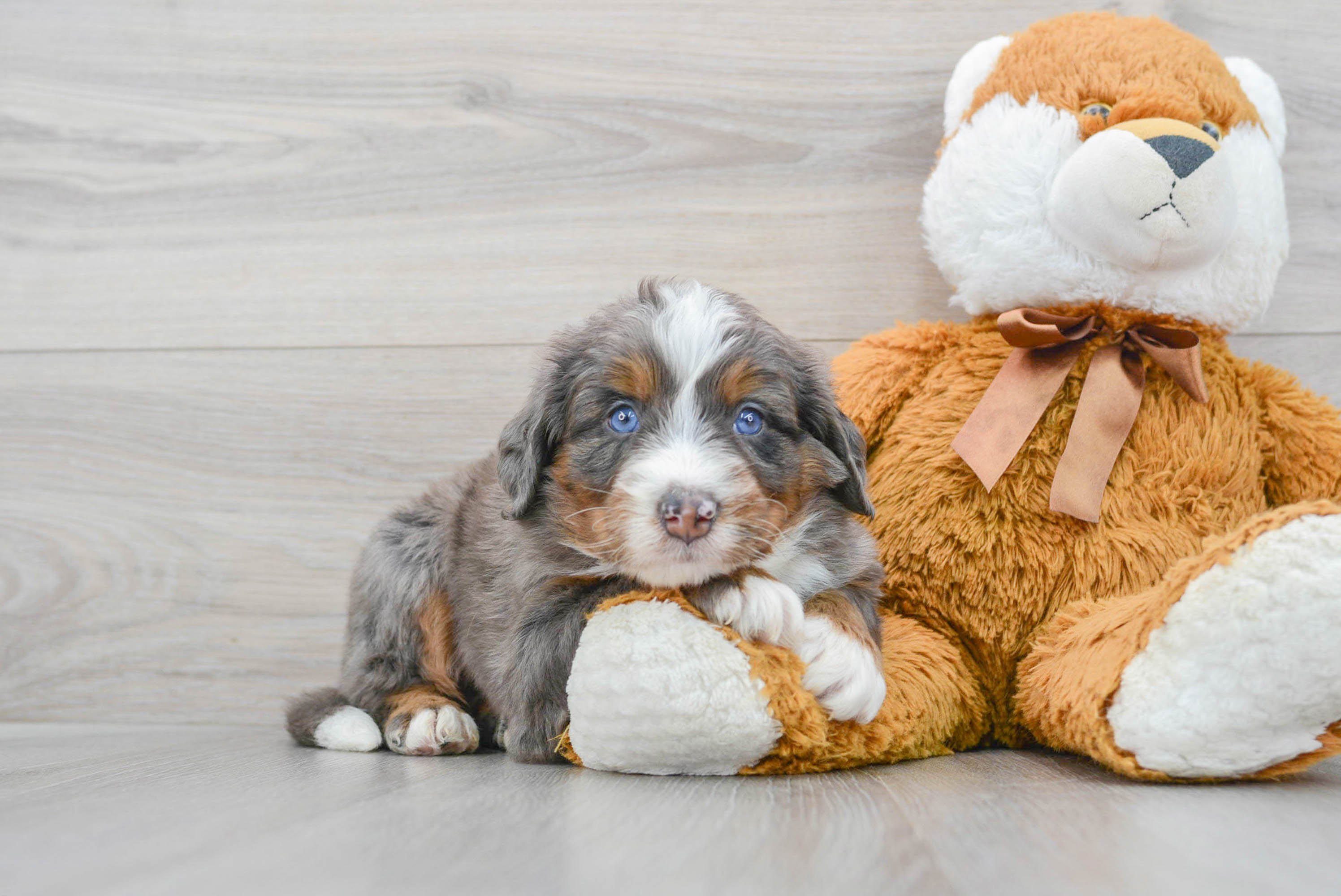 Petite Mini Bernedoodle Poodle Mix Pup