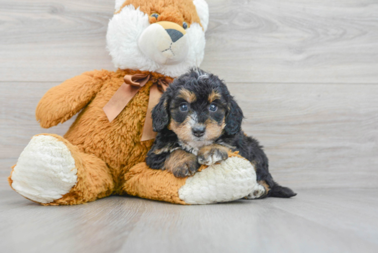 Happy Mini Bernedoodle Baby