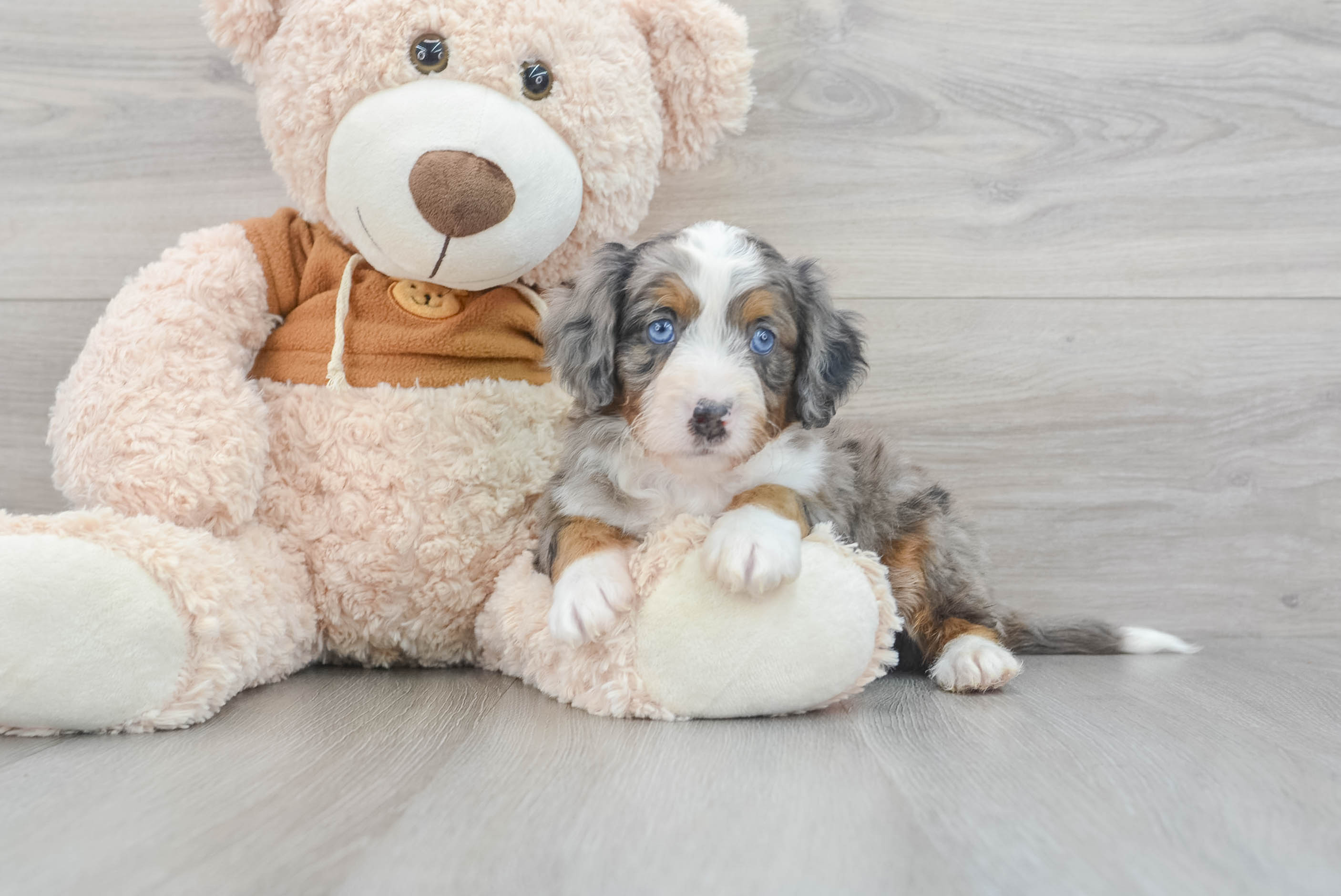 Mini Bernedoodle Pup Being Cute