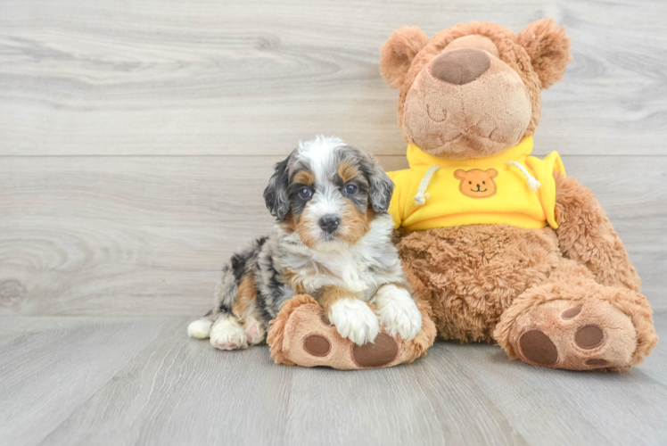 Fluffy Mini Bernedoodle Poodle Mix Pup