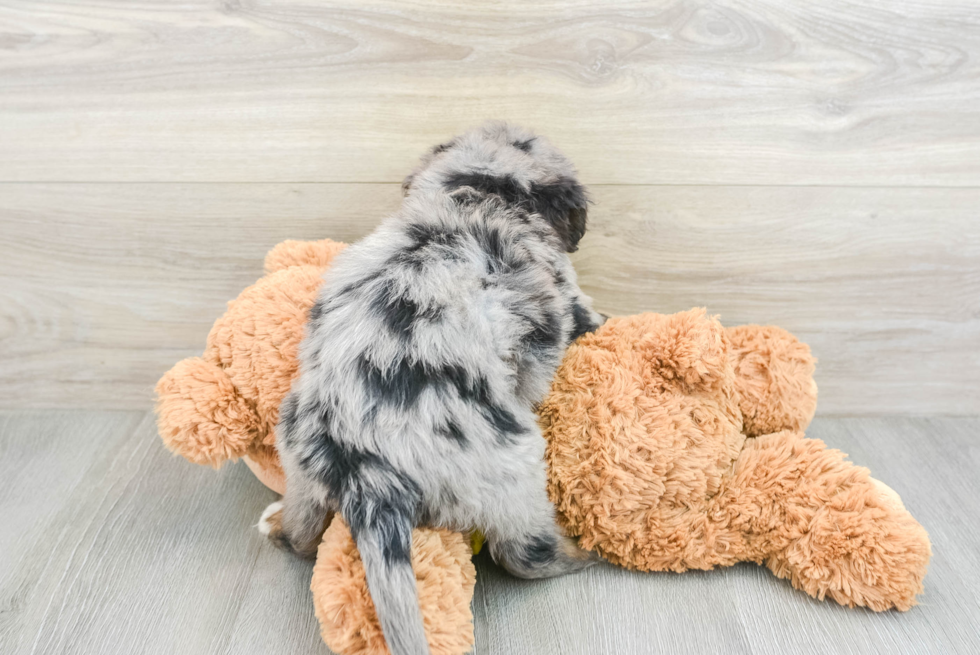 Mini Bernedoodle Pup Being Cute