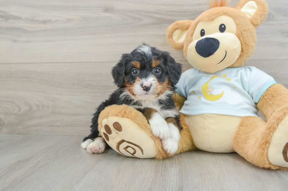 6 week old Mini Bernedoodle Puppy For Sale - Puppy Love PR