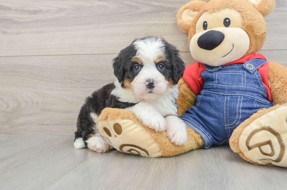 5 week old Mini Bernedoodle Puppy For Sale - Puppy Love PR