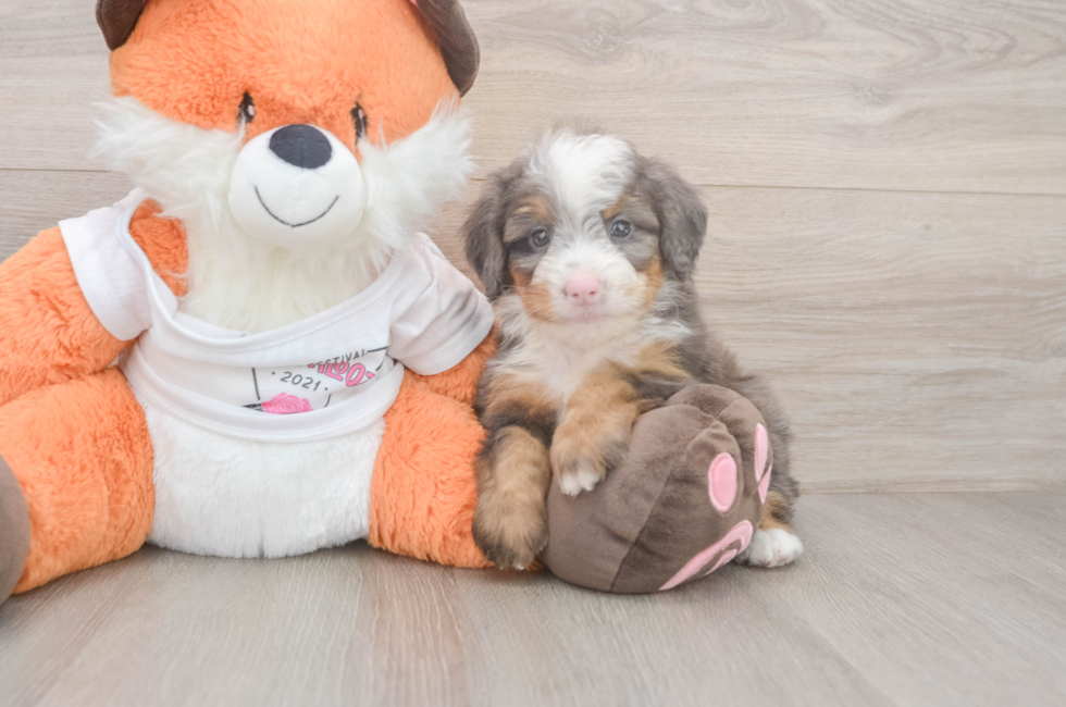5 week old Mini Bernedoodle Puppy For Sale - Puppy Love PR