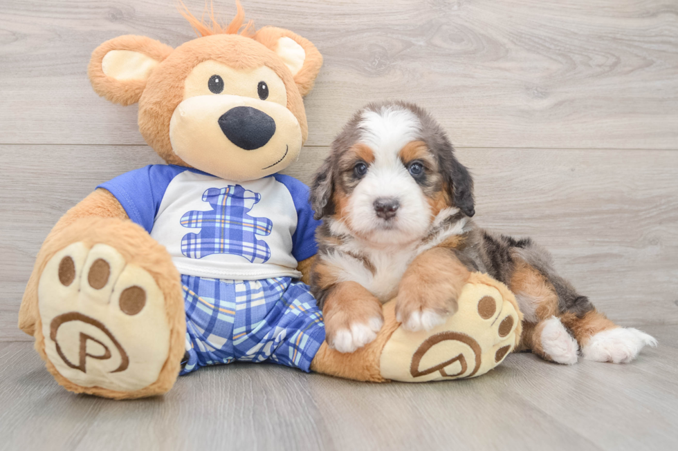 Happy Mini Bernedoodle Baby