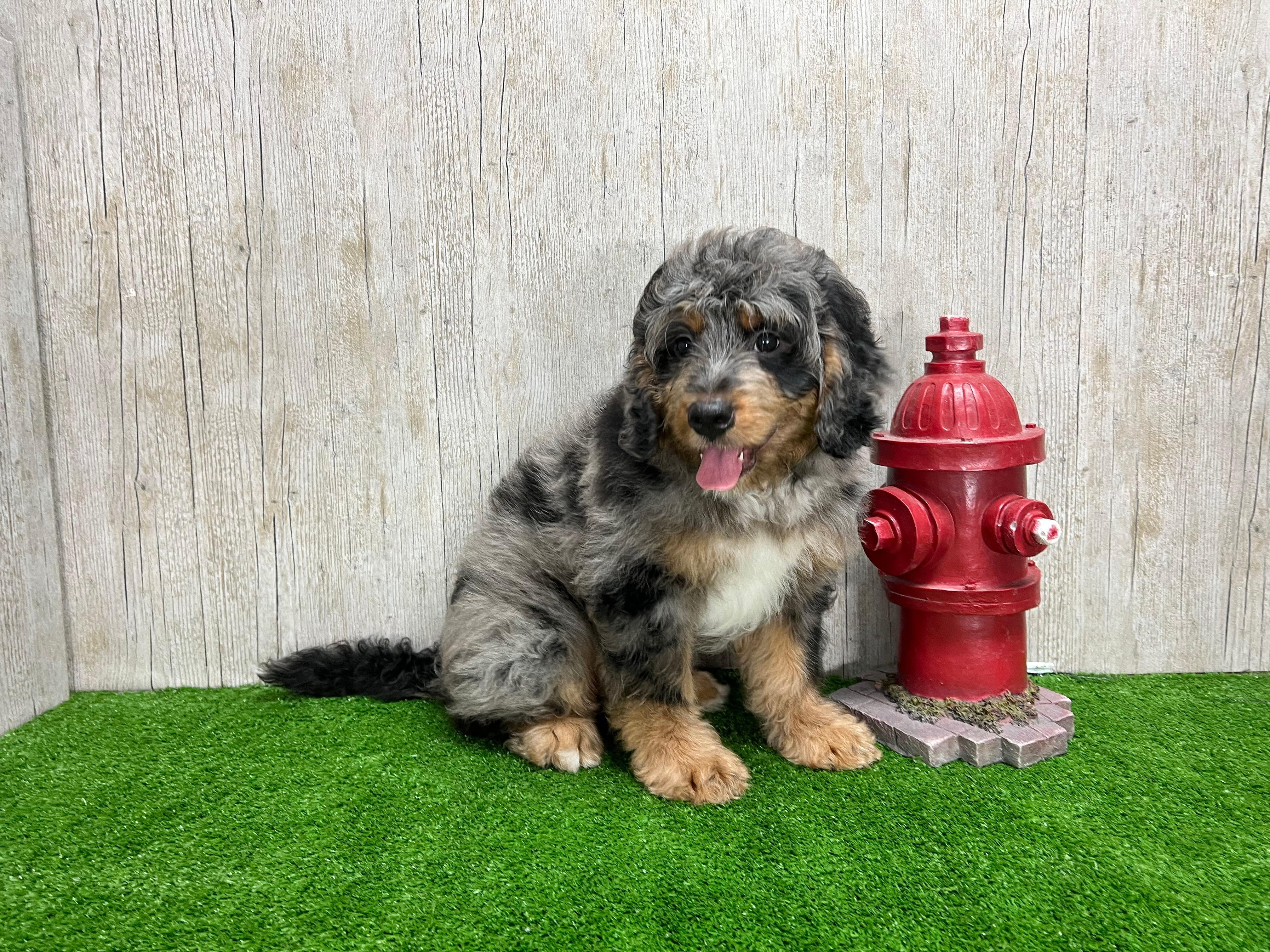 Mini Bernedoodle Puppy for Adoption