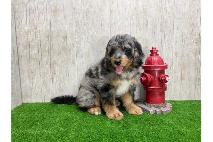Meet Dunkin - our Mini Bernedoodle Puppy Photo 1/6 - Puppy Love PR Mini Bernedoodle Puppy for Adoption