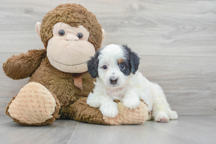 Meet Dunkin - our Mini Bernedoodle Puppy Photo 1/3 - Puppy Love PR Happy Mini Bernedoodle Baby