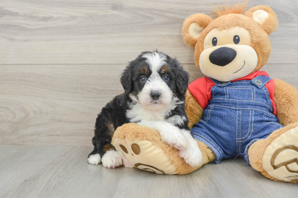 5 week old Mini Bernedoodle Puppy For Sale - Puppy Love PR