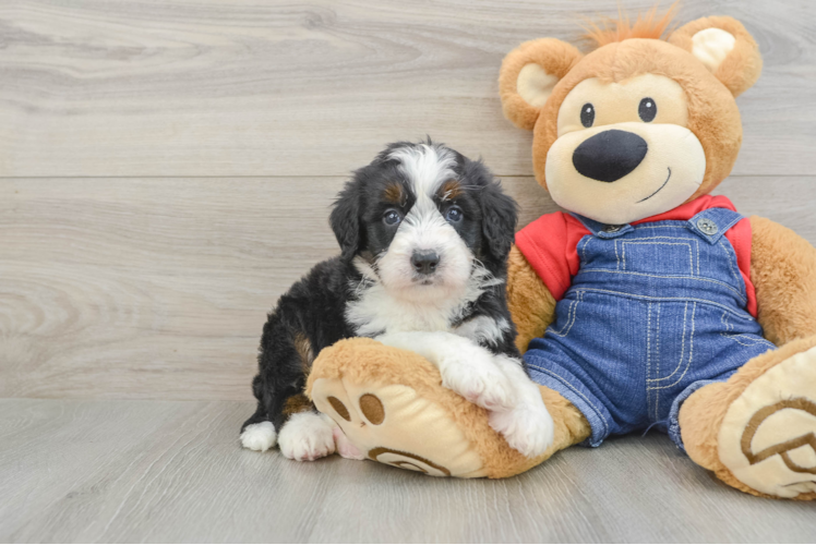 Meet Dutton - our Mini Bernedoodle Puppy Photo 1/3 - Puppy Love PR Best Mini Bernedoodle Baby