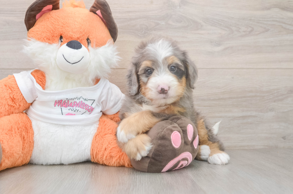 5 week old Mini Bernedoodle Puppy For Sale - Puppy Love PR
