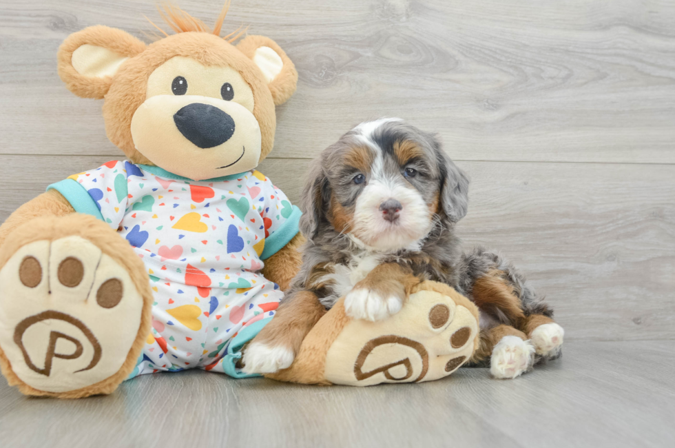 5 week old Mini Bernedoodle Puppy For Sale - Puppy Love PR