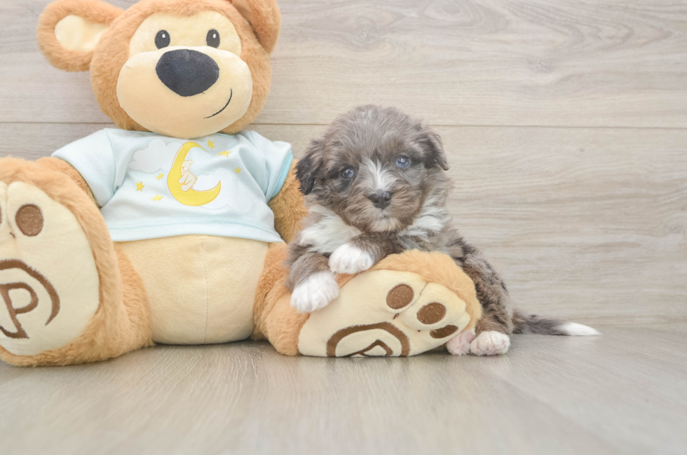 5 week old Mini Bernedoodle Puppy For Sale - Puppy Love PR