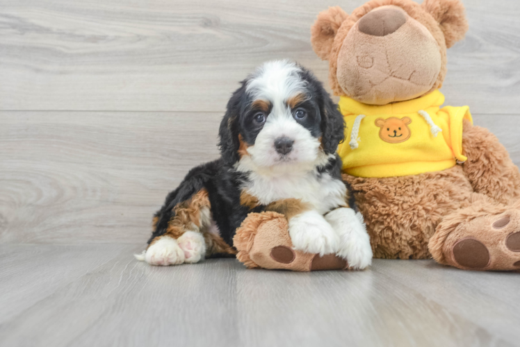 Playful Bernadoodle Poodle Mix Puppy