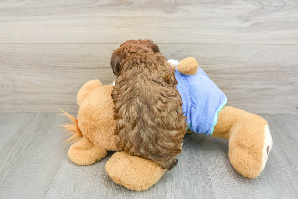 Friendly Mini Bernedoodle Baby