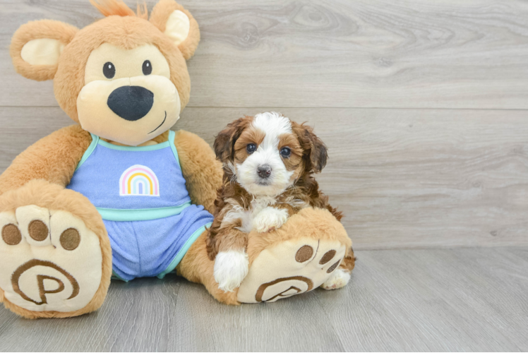 Meet Esperanza - our Mini Bernedoodle Puppy Photo 1/3 - Puppy Love PR Fluffy Mini Bernedoodle Poodle Mix Pup