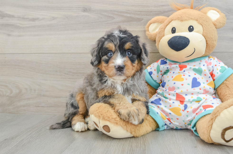 5 week old Mini Bernedoodle Puppy For Sale - Puppy Love PR