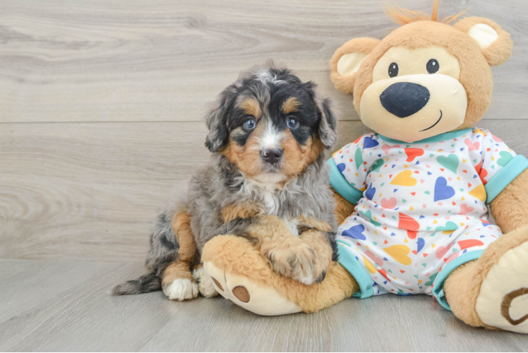 Meet Esperanza - our Mini Bernedoodle Puppy Photo 1/3 - Puppy Love PR Mini Bernedoodle Pup Being Cute