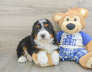 5 week old Mini Bernedoodle Puppy For Sale - Puppy Love PR