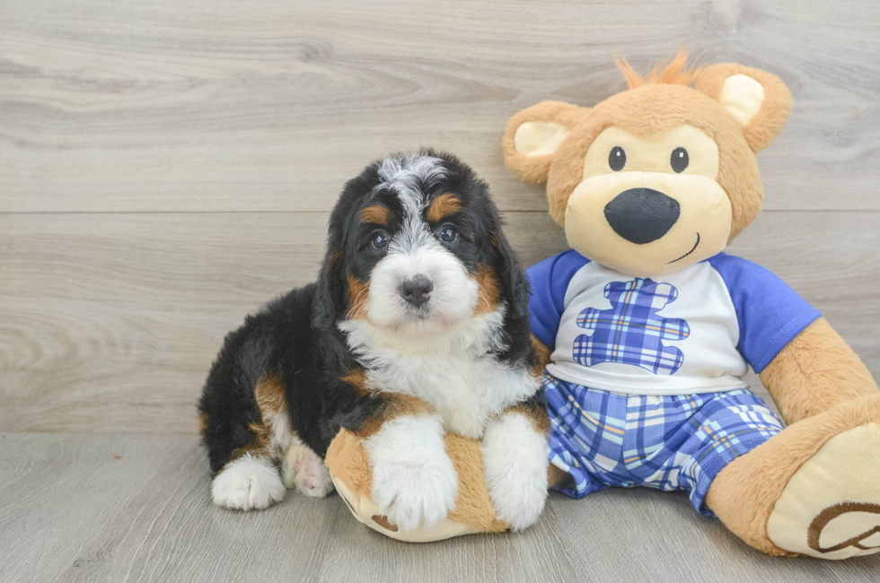 5 week old Mini Bernedoodle Puppy For Sale - Puppy Love PR