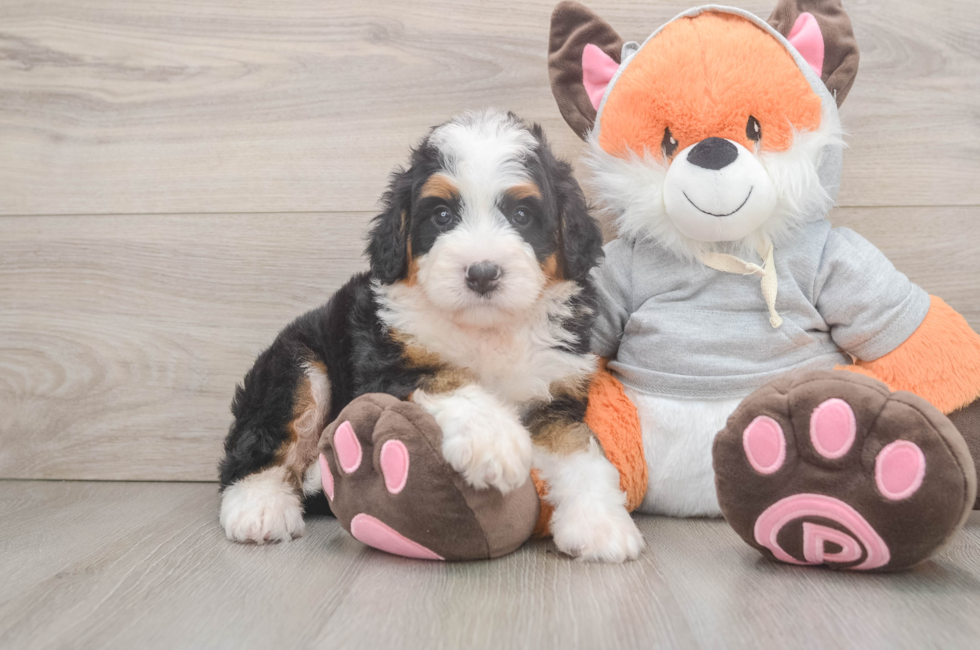 5 week old Mini Bernedoodle Puppy For Sale - Puppy Love PR