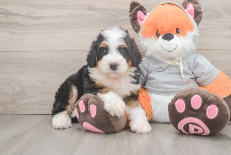 Meet Esperanza - our Mini Bernedoodle Puppy Photo 1/3 - Puppy Love PR Mini Bernedoodle Puppy for Adoption