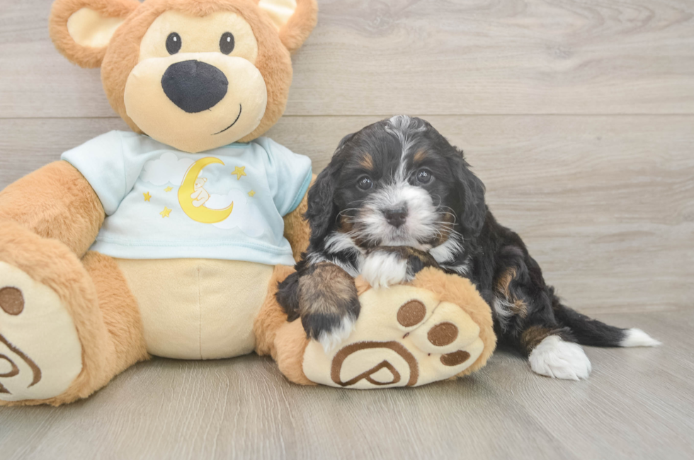 5 week old Mini Bernedoodle Puppy For Sale - Puppy Love PR