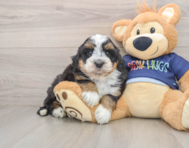 7 week old Mini Bernedoodle Puppy For Sale - Puppy Love PR