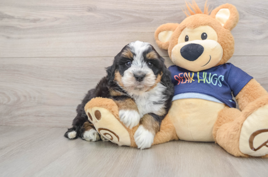 Popular Mini Bernedoodle Poodle Mix Pup