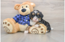 Mini Bernedoodle Puppy for Adoption