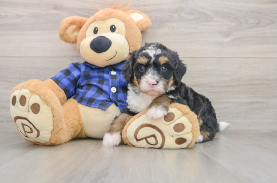 Mini Bernedoodle Puppy for Adoption
