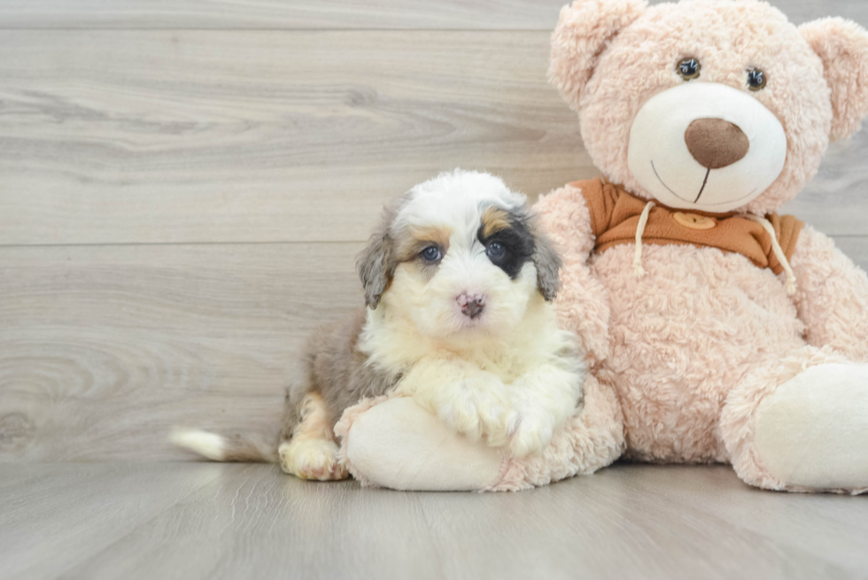 Mini Bernedoodle Pup Being Cute