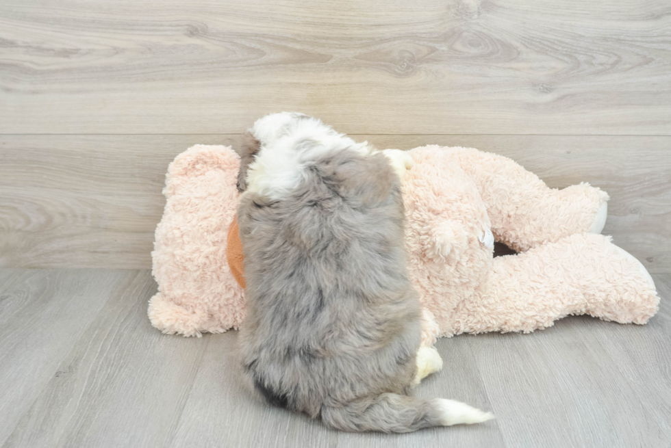 Mini Bernedoodle Pup Being Cute