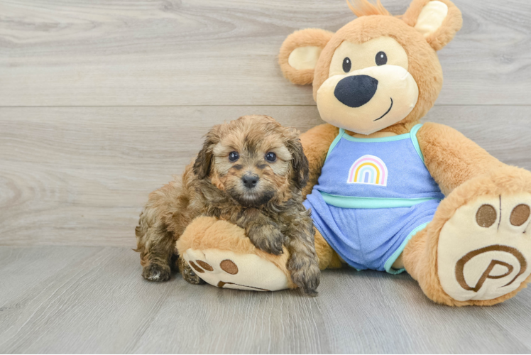 Meet Estelle - our Mini Bernedoodle Puppy Photo 1/3 - Puppy Love PR Mini Bernedoodle Puppy for Adoption